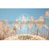 Ancient Purity Psyllium Husk Whole Powder 350g Ancient Purity