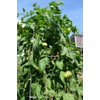 Clovers Garden Brandywine Red Tomato Plant – Two (2) Live