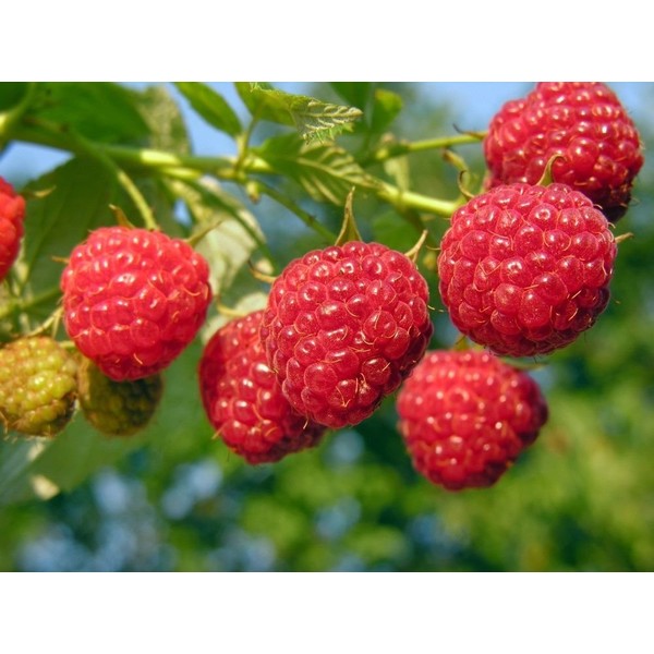 3 Nova Red Raspberry Plants -Super Sweet (3 Lrg 2 Yrs Bare Root Canes) Zone 3-9