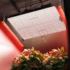 Spider Farmer SUPP-R30 Red LED Grow Light Bars 23.6" Long,