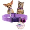 Purple Cat Collar with Bell, Pretty Female Puppy Collars with