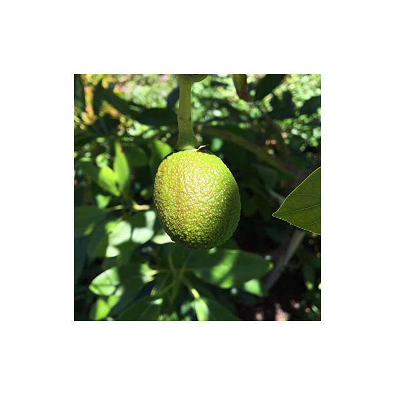 3 HASS Avocado Seeds, Farm Fresh, Ready to Grow |