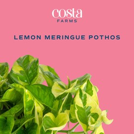 Costa Farms Lemon Meringue Pothos, Rare Unique Live Indoor Plant in 6-Inch Self-Watering Houseplant Pot, Potting Soil, Trending Tropicals Collection, Room and Home Decor