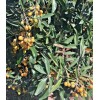 Tree 5 Loquat Japanese Plum Fruit Tree Scions Cuttings 6-8in