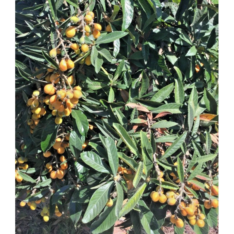 Tree 5 Loquat Japanese Plum Fruit Tree Scions Cuttings 6-8in