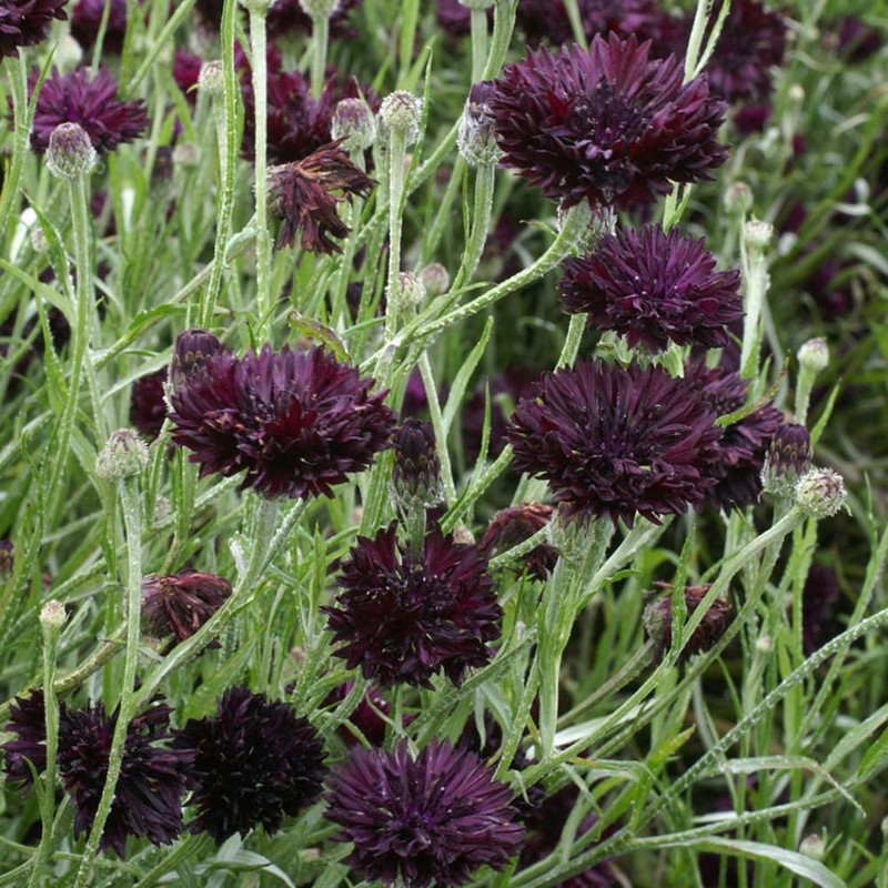250 Black Ball Purple Bachelor Button Cornflower Flower Seeds