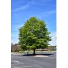 Willow Oak Tree | 10 Live Plants | Quercus Phellos