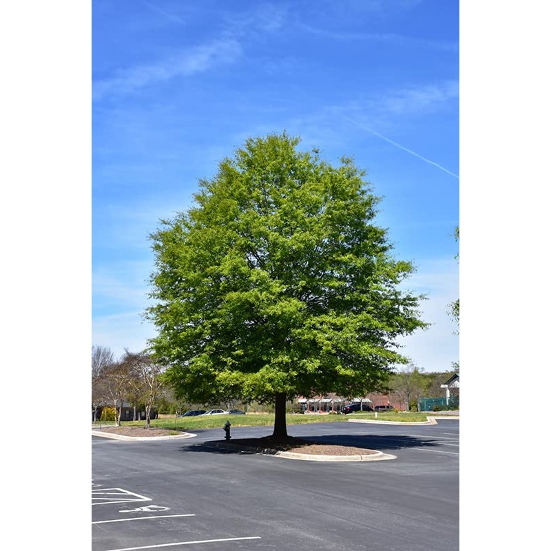 Willow Oak Tree | 10 Live Plants | Quercus Phellos