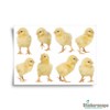 Stickerscape Easter Window Stickers (Little Chicks) | Easter Window Decal,