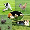 VERAMI 10Pcs Chicken Nesting Pads for Laying Eggs,12" x 12"