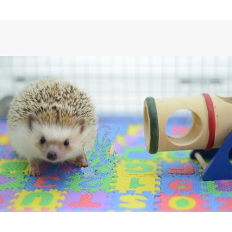 Small EVA Foam Puzzle Floor Play Mat Pets Feeding Box