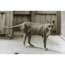 ART.COM Wall Art Prints Thylacine - Tasmanian Tiger - Tasmanian Wolf (Thylacinus Cynocephalus) Last Known Individual by Dave Watts, Photography Decor, 18" x 12"