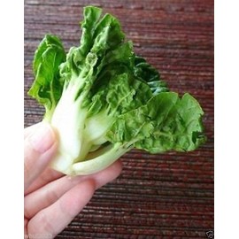 Extra Dwarf Bok Choy Or Pak Choi (1000 Seeds) - Heirloom Vegetable, Organic