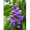 3 Live Hawaiian Ginger Cane Plant Sapphire Blue Nt