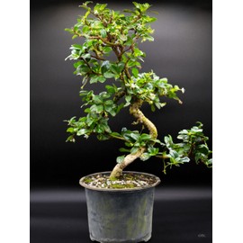 Indoorbonsaiandexotics Fukien Tea Imported Pre Bonsai, just Needs a Pot. Have 45 in Stock. Styled Trunk