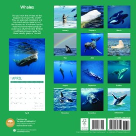 2025 Whales Monthly Wall Calendar by Bright Day, 12 x 12 Inch Cute Nature Photography Gift