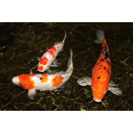 Aquatic Foods Inc. Ultra Intense Color Enhancing Floating & Sinking Pellets for ALL FISH. Apx 3 mm - 2.5-lbs