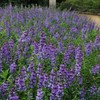 Eden Brothers Angelonia Seeds - Serena Blue