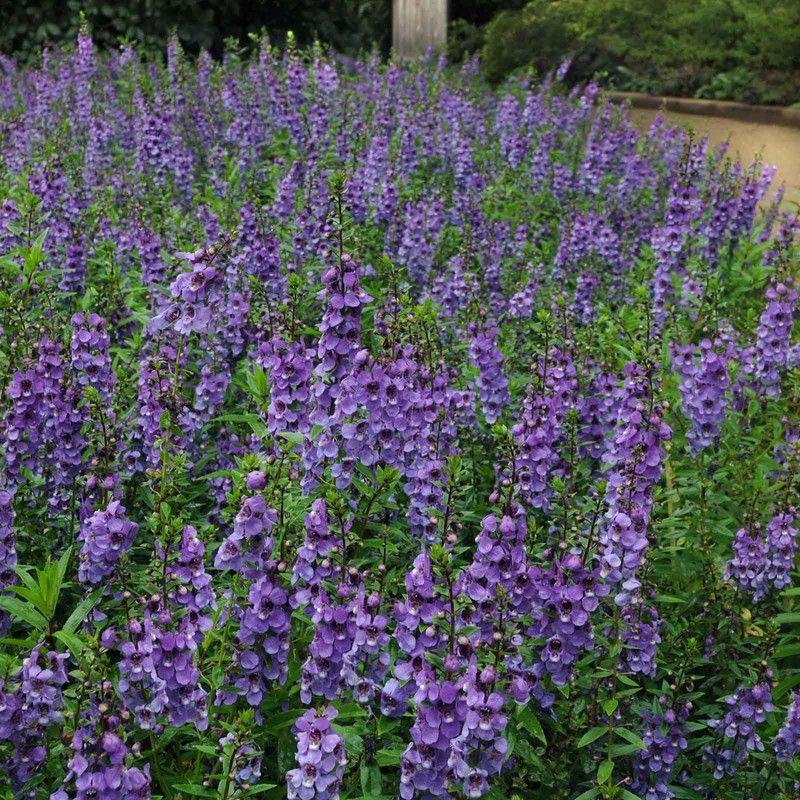 Eden Brothers Angelonia Seeds - Serena Blue