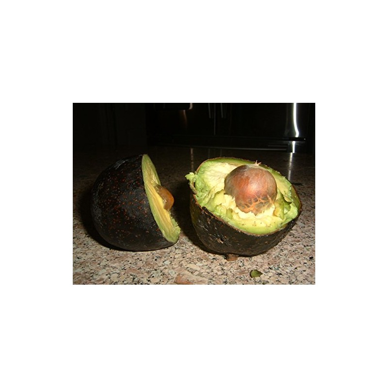 HASS Avocado 2 Seeds