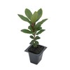 1 Arbutus Unedo Live Strawberry Tree Plant – Sweet Resilient