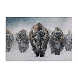 Stupell Industries Indomitable Bison in Snow Canvas Wall Art Design by Mark Kelso, 24 x 16