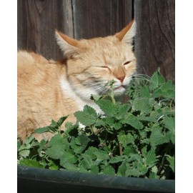 Seeds4planting - Seeds Catmint (Catnip Catwort Catswort) Perennial Herbs Non GMO