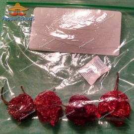 PepperliciousS Pepper Company 4 PODS DRIED - CAROLINA REAPER PEPPERS - WORLDS HOTTEST CHILI - PODS with SEEDS