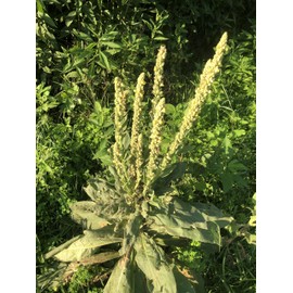 Organic Bulk Mullein Seeds (Verbascum thapsus) 500 Seeds (0.5 Grams) - Aaron’s Rod, Great Mullein, Common Mullein, Velvet Plant, Toilet Paper Plant