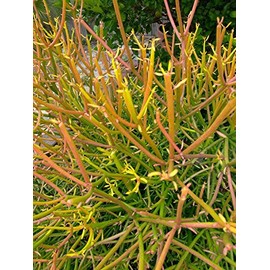 Pencil Cactus: Qty 8 Fresh Cuttings Euphorbia tirucalli, Fire Sticks!!! Nice!