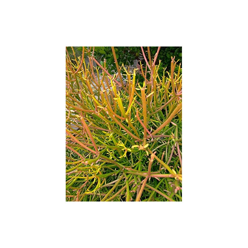 Pencil Cactus: Qty 8 Fresh Cuttings Euphorbia tirucalli, Fire Sticks!!!