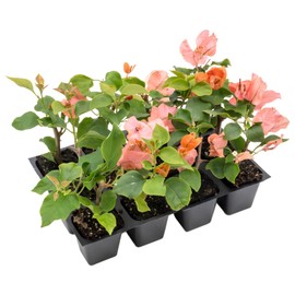 12 James Walker Bougainvillea, Live Plants – Fast-Growing Tropical Vine, Thriving in 2.5" Nursery Cubes