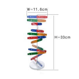 STOBOK Human Genes DNA Model Double Helix Model Science Educational Toy Teaching Instrument Home Decoration for Children Student Teacher