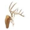 Walnut Hollow Country Reversible Skull Mount Kit in Oak for