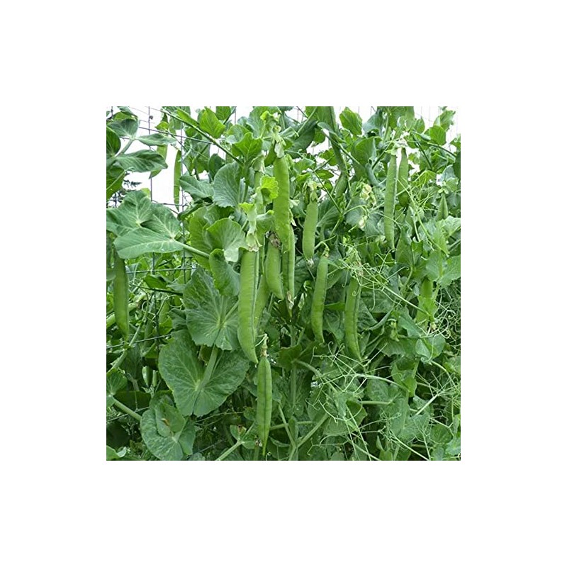 100 Green Arrow Sweet Pea Seeds Heirloom - Premium Non-GMO,