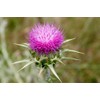 Exclusive Mary Thistle 1 oz.
