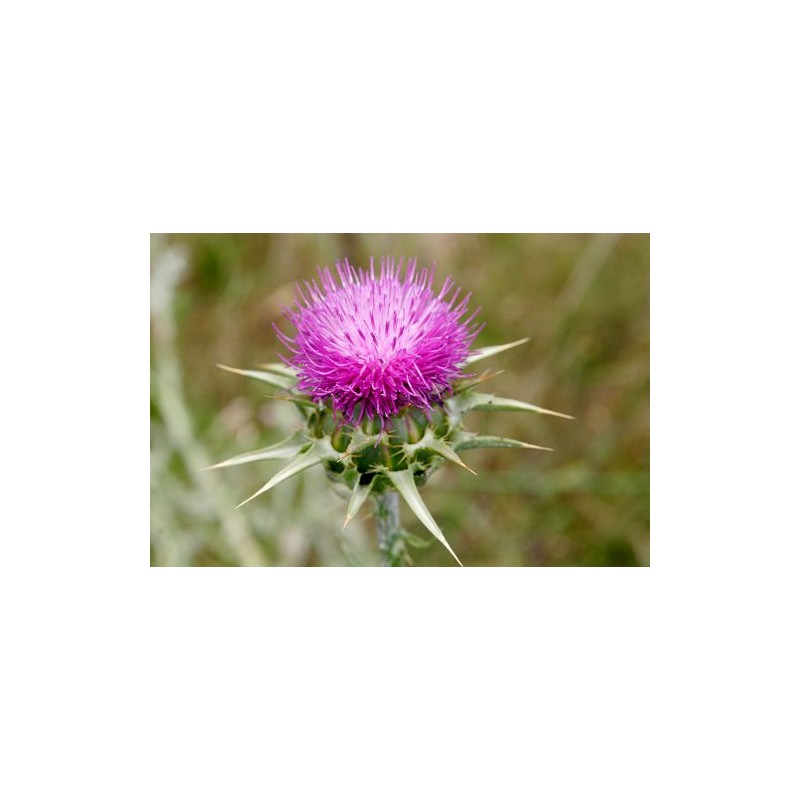 Exclusive Mary Thistle 1 oz.