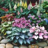 800 Pcs Hosta Jardin Seeds - Colorful Mixed Perennials for