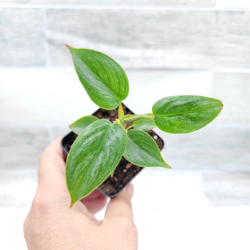 philodendron sodiroi live rare indoor houseplants in 3" pot