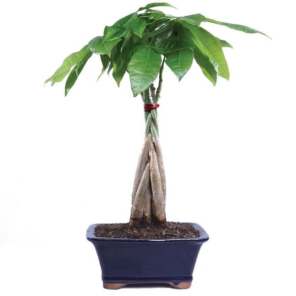 Brussel's Live Money Tree Indoor Bonsai - 4 Years Old; 10" to 14" Tall with Decorative Container