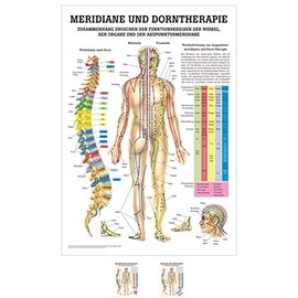 Sport-Tec Meridians and Thorn Mini Poster Anatomy 34 x 24 cm Medical Teaching Aid