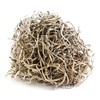 SuperMoss (26911 Spanish Moss Dried, Natural, 8 Ounces (Pack of