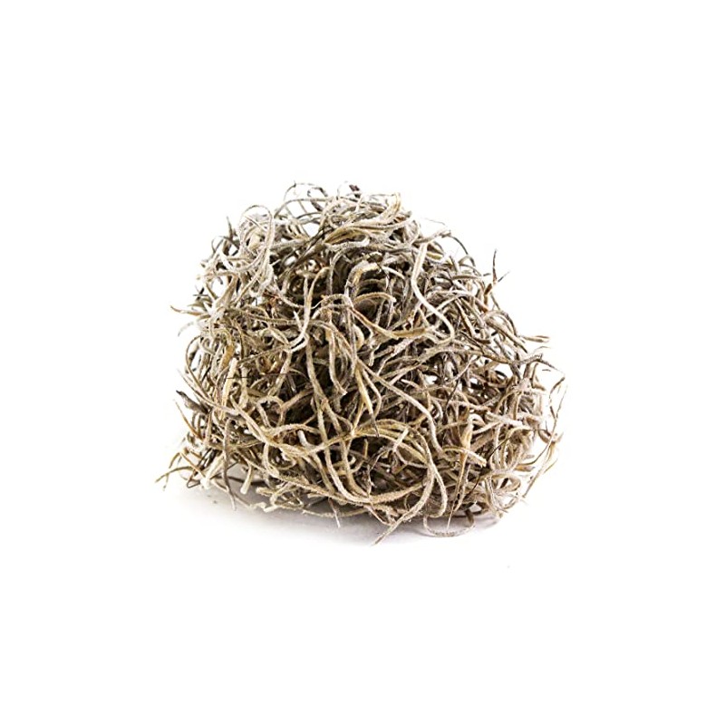 SuperMoss (26911 Spanish Moss Dried, Natural, 8 Ounces (Pack of