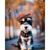 PET SHOW Dog Beret Hat for Small Medium Dogs Cats