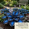 Hosta Flower Bulbs for Garden Edges, Broad Leaf Appeal, 2