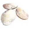 Pearl Shell Purifying Dish, Sold as 1 Pan, Trinket Box,