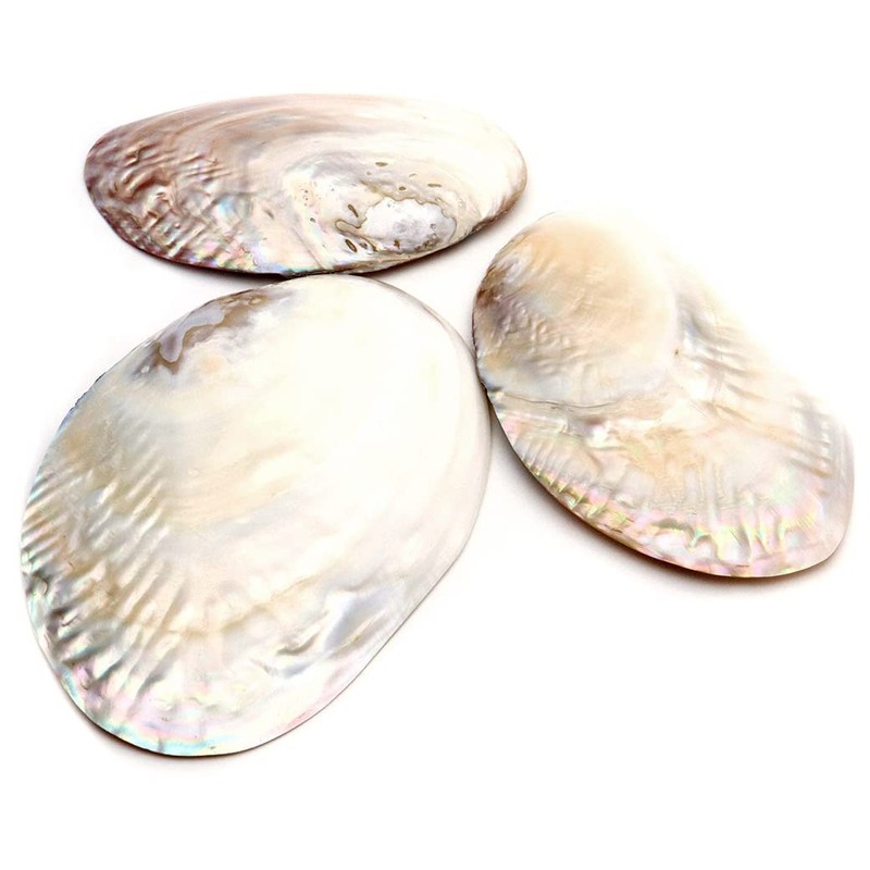 Pearl Shell Purifying Dish, Sold as 1 Pan, Trinket Box,
