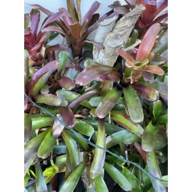 Unbranded 2 pups TROPICAL LANDSCAPE mini fireball PLANT Pup Bromeliad colorful