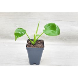 Monstera Deliciosa Live Plant - Evergreen Table Plant | Indoor Air Purifying Live Plant | Easy Care Houseplant in 4" Pot by 3exoticgreen | Indoor Plants, Monstera Plant