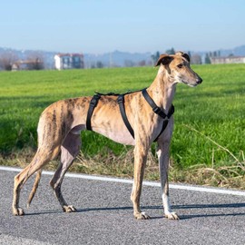 Ferplast Hundegeschirr Mittelgroße Hunde BRAVE MEDIUM , Ausbruchsicheres Hundegeschirr, Greyhound, Verstellbares Geschirr für Hunde, 6 Verschlüsse, Schwarz